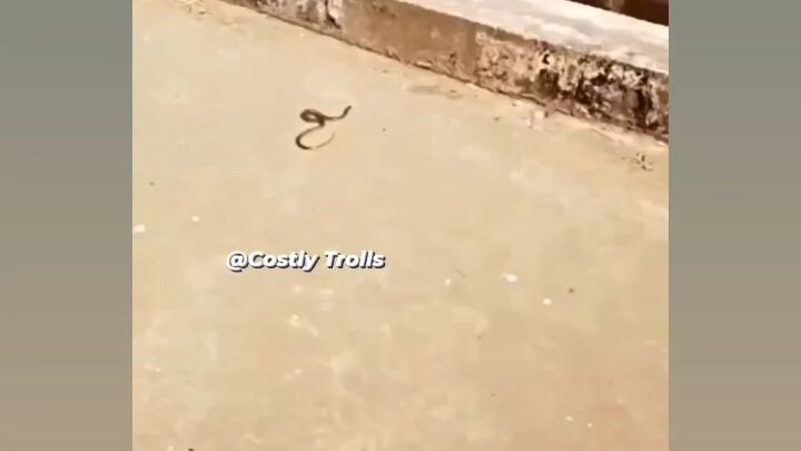 วิธีจับงูที่ถูกต้อง