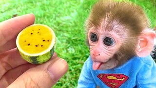 Monkey Baby Bon Bon drives a car to return rabbit to the farm and eats yellow watermelon with puppy