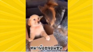 สัตว์เลี้ยงเพื่อนขนปุย : หมาน้อยจอมซน