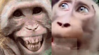 Domestic Monkey Treatment vs. Indonesian Monkey Treatment