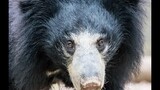 This Sloth Bear Killed Two People And Played With Their Bodies For Hours