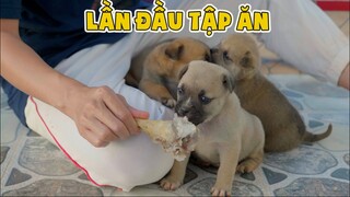 Lần Đầu Cho Mấy Em Cún Tập Ăn