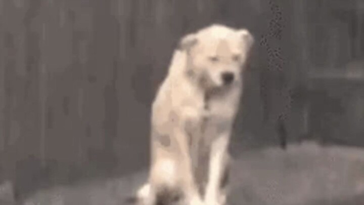 Ikan Mas: Kali ini benar-benar dimanfaatkan oleh modal! #PenggemarMakanan