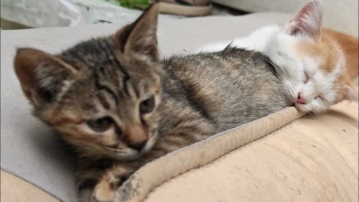 Saat kucing kecil yang sudah kamu beri makan selama sebulan menyadari bahwa kamu telah datang