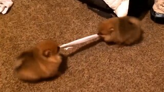 Two little noses have a tug-of-war competition~