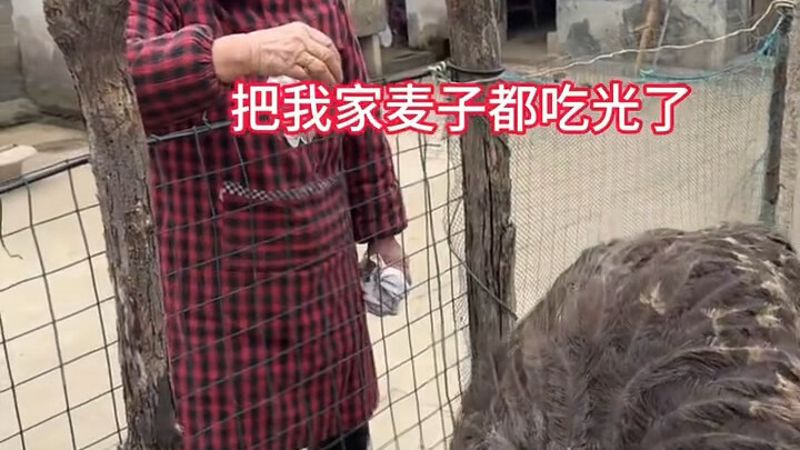 Cuối cùng bà ngoại cũng biết gà ở châu Phi chính là đà điểu! Thật không ngờ đà điểu chỉ mới 5–6 thán