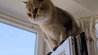 This cat is so irritating