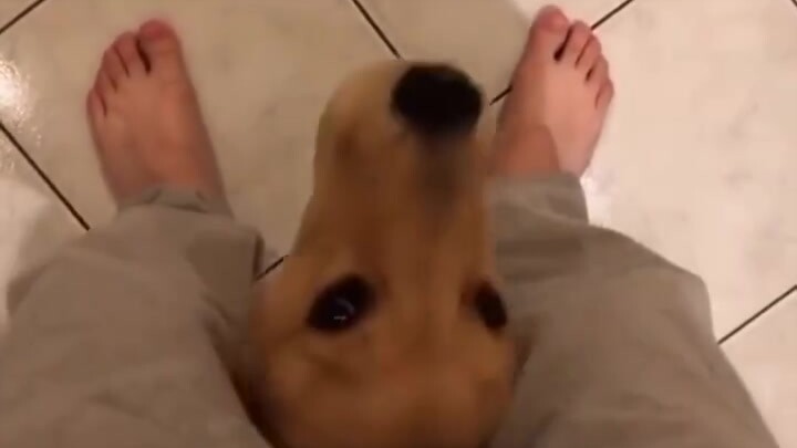 狗狗对于主人的爱往往是藏不住的。狗狗表达感情方式也有很多不同，比如走到哪跟到哪呀、求摸摸和撒娇小奶音呀，相同的是，每种方式都特别嗲！