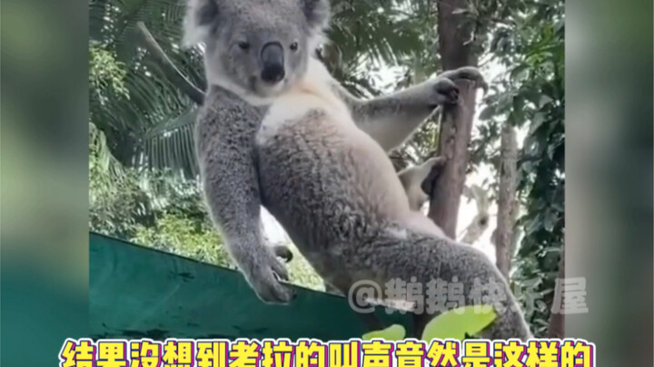 เสียภาพลักษณ์ไปแล้ว เสียงร้องของโคอาลากลับเป็นแบบนี้เอง