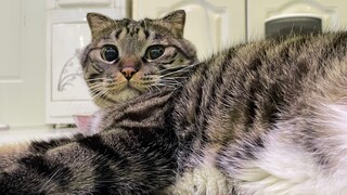 Lalat tidak akan mengganggu telur yang utuh, ibu tidak akan mencintai gulungan yang utuh.