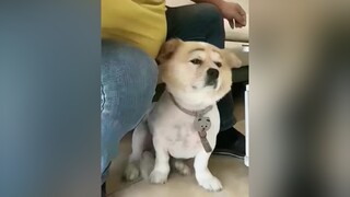 Mày thấy mặt tau có vui không sen 🤔😅🇻🇳SuThatLa xuhuongtiktok ReviewLamDep xuhuong GiaDinhThanThuong MacKeDoi TuHaoDaSac hài hàihước thucung chó_cưng chócute chó chómèohàihước