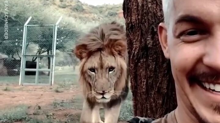 He nearly suffered a cardiac arrest when the lion pounced on him