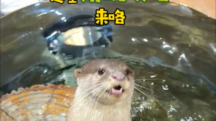 มาเที่ยวสวนสัตว์ Zoolung ที่ฉางซา ดูคลิปนี้คลิปเดียวก็พอแล้ว