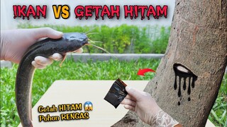 EKSPERIMEN: IKAN vs GETAH POHON PALING BERBAHAYA DIDUNIA