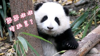 【大熊猫和花】游客：她真可爱，白白嫩嫩，熊熊壮壮的。和花：熊熊壮壮啥玩意？？？