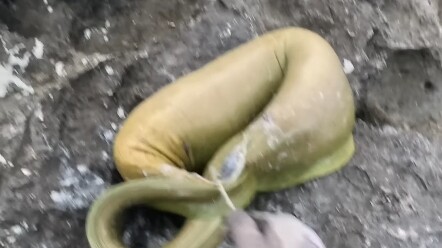 Give my octopus back to me!!!