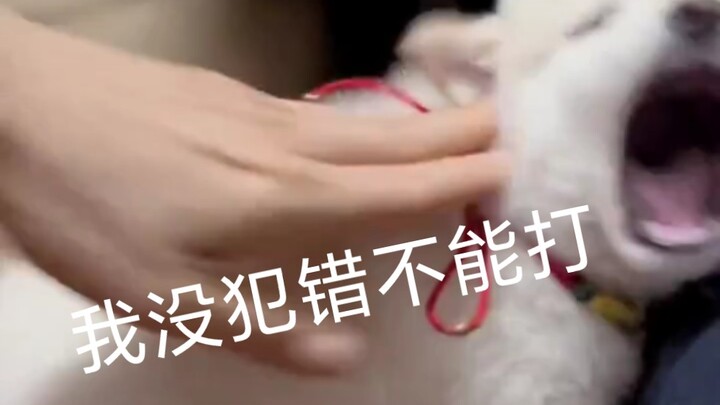 This rebellious son cannot be beaten