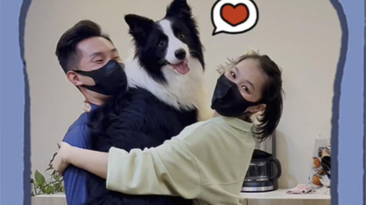 The Border Collie’s romance—family should always be together!