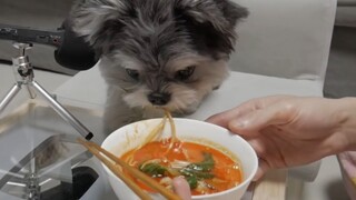 อาจเป็นสุนัขตัวแรกที่กินหม่าล่าถัง!