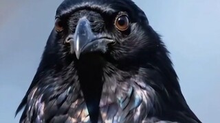 Nó là loài chim biết ơn nhất thế giới, cũng là loài động vật bị hiểu lầm nhiều nhất. Nó chính là quạ