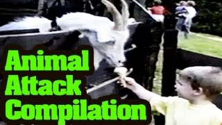 Funny Animals Videos : Funny Animal Attack Compilation 2013