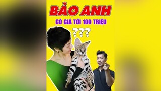 Dòng mèo Đắt Nhất Thế giới Mèo Savannah của Ca Sỹ Bảo Anh sao đắt vậy LearnOnTikTok education tuitienpet pet savannah esm ellastudy thucung