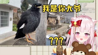 日本猫巫女看蒙面鸟哥成精八哥：我是你OO