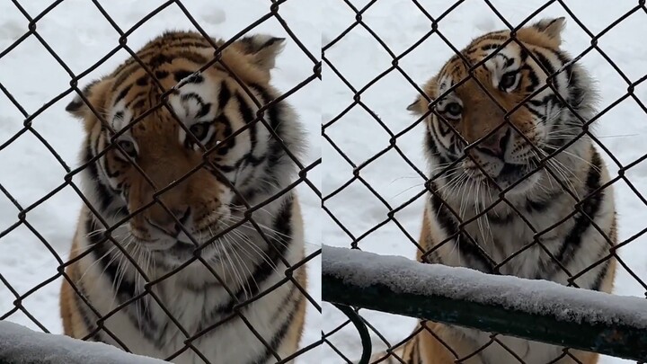 A Northeast China tiger sees a “southern little potato” turn into a cat, lets out cute meows, and ti