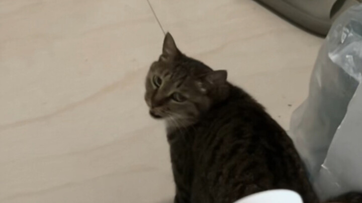 It loves it so much!