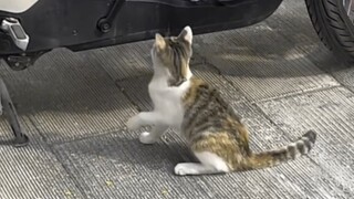 Sangat lucu! Tidak tahan untuk menggambar dua gambar, belum mempertimbangkan menerima pesanan buat s