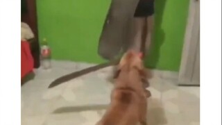 إنه لا يعض حقا.