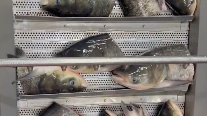 It turns out that chopped chili steamed fish head is quick-frozen like this—through the entire proce