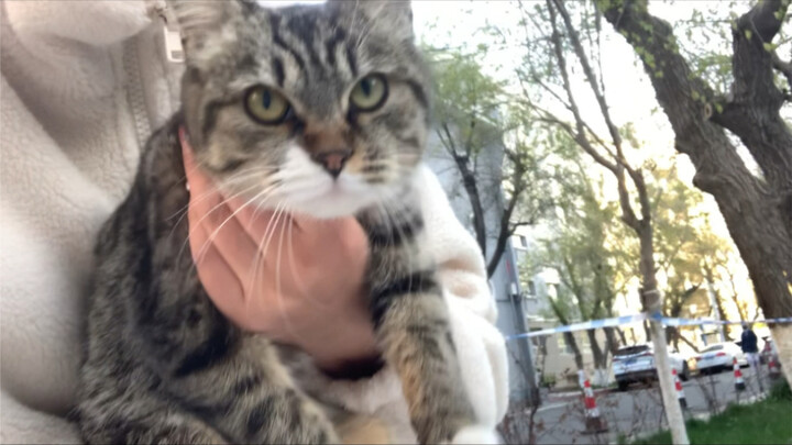 When the campus cat runs into a kidnapper!!!