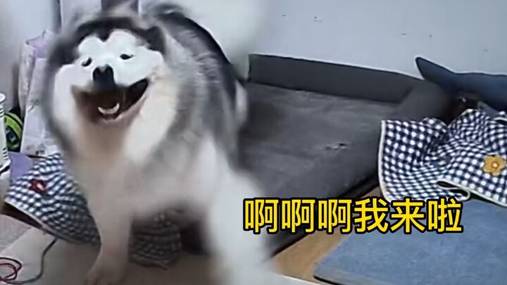 Chú cún: Gặp người mình thích, tất nhiên phải chạy đến rồi!