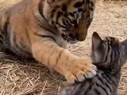 Dễ thương quá đi mất!!!