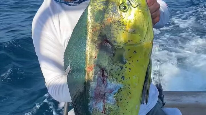 Nelayan laut memancing ikan raksasa seberat ratusan kilogram, bahkan dua pria bertubuh kekar masing-