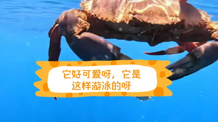 Nó đáng yêu quá, nó bơi kiểu này này!