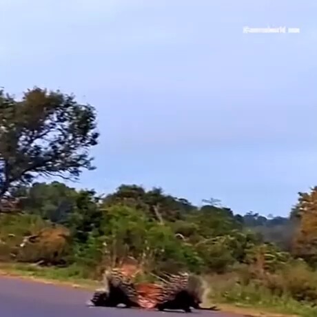 Big Cat Fails to Rescue Baby Porcupine