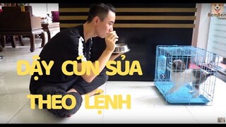 Huấn luyện chó cơ bản | Dạy cún sủa theo lệnh