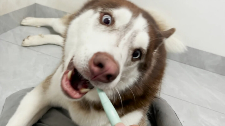 Rumor has it that brushing a dog’s head with a toothbrush makes them think of their mom. Let’s see h