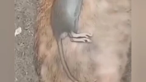 Mouse: Using the sky as a blanket and a cat as a bed