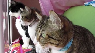 猫猫加密通话（碎碎念）