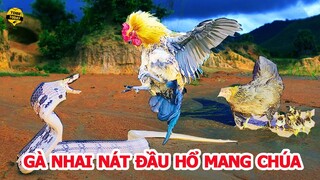 🔴 Gà Trống ĐIÊN TIẾT "Nhai Nát Đ­ầ­u" Hổ Mang Chúa Kịch Độc Bảo Vệ Con