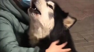 เจ้าตัวใหญ่จูงเจ้าตัวเล็กออกมาเที่ยวแล้ว