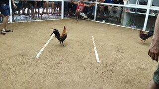 agaw palo