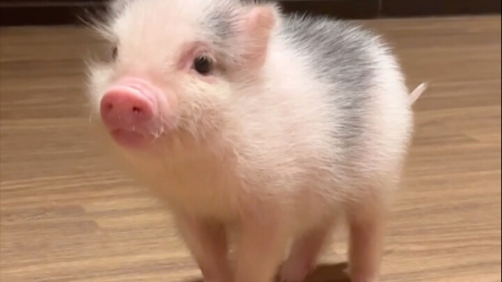 วิดีโอหมูไร้สาระ