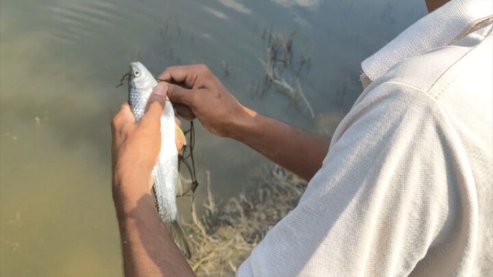 Live River Fishing 🎣🐟 | Amazing Fish Catch