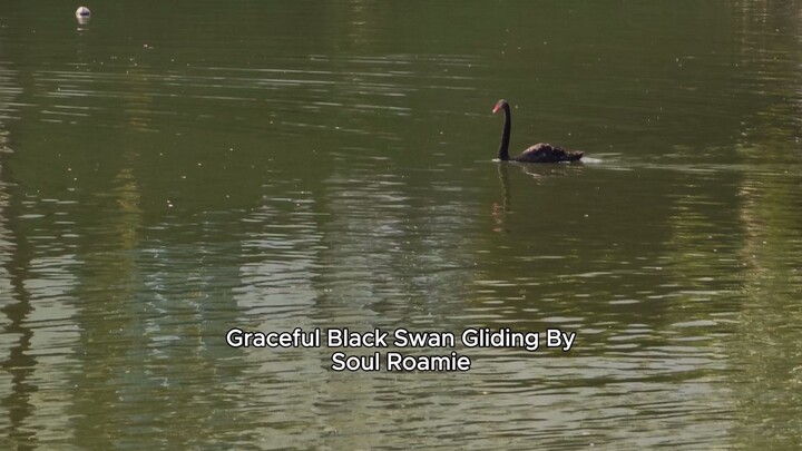 Graceful Black Swan Gliding By