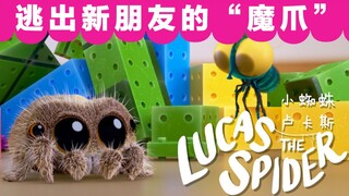 小蜘蛛卢卡斯：新朋友登场，但卢卡斯竟没办法和它相处？