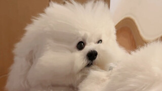 Puppy: Mom, do I really look like this???
